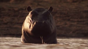 Into the Pride, Season 1 Episode 2 image