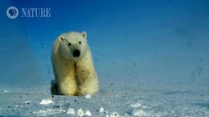 Nature, Season 37 Episode 6 image
