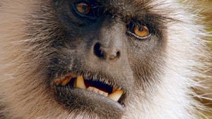 Primates, Season 1 Episode 2 image