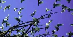 Nature, Season 19 Episode 10 image