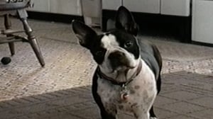 Funniest Pets & People, Season 7 Episode 2 image