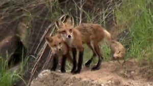 Ned Bruha: Skunk Whisperer, Season 1 Episode 4 image