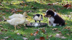 Too Cute!, Season 1 Episode 3 image