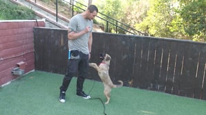 Lucky Dog, Season 6 Episode 16 image