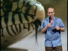 Whose Line Is It Anyway?, Season 2 Episode 8 image