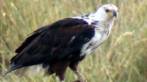 Earth Odyssey with Dylan Dreyer, Season 5 Episode 13 image