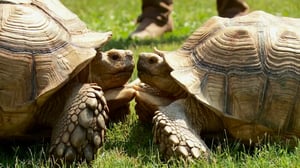 Lone Star Law, Season 4 Episode 2 image