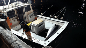 Wicked Tuna, Season 1 Episode 3 image