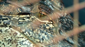 Lone Star Law, Season 4 Episode 4 image