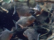 Natural World, Season 8 Episode 8 image