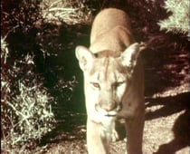 Lassie, Season 12 Episode 27 image