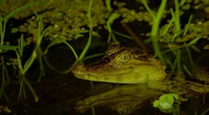 Music Voyager, Season 8 Episode 5 image