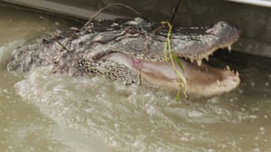 Swamp People, Season 15 Episode 7 image