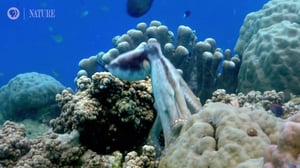 Nature, Season 38 Episode 1 image