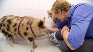 Bondi Vet, Season 5 Episode 16 image