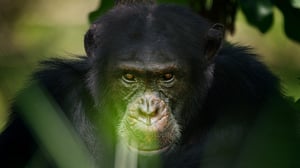 Dynasties, Season 1 Episode 2 image