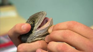 Bondi Vet, Season 4 Episode 14 image