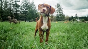 Amanda to the Rescue, Season 2 Episode 4 image