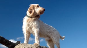 Breed All About It, Season 3 Episode 5 image