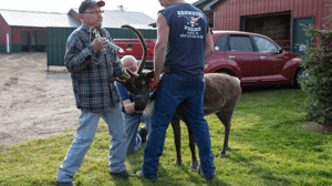 The Incredible Dr. Pol, Season 13 Episode 4 image