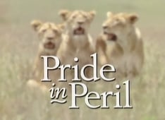 Natural World, Season 14 Episode 7 image