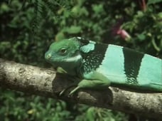 Life on Earth, Season 1 Episode 7 image