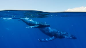 Earthsounds, Season 1 Episode 4 image