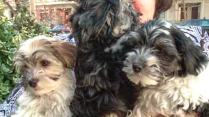 Vets Saving Pets, Season 1 Episode 16 image