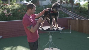 Lucky Dog, Season 3 Episode 11 image