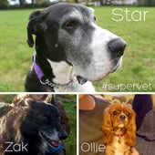 The Supervet, Season 5 Episode 2 image