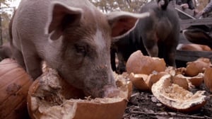 Un chef à la cabane, Season 1 Episode 1 image