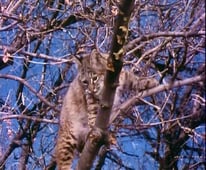 The Life and Times of Grizzly Adams, Season 2 Episode 18 image