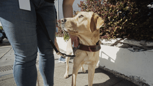 Pick of the Litter, Season 1 Episode 5 image