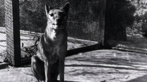 Extinct or Alive, Season 1 Episode 6 image