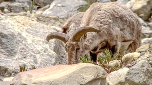 Earth Odyssey with Dylan Dreyer, Season 1 Episode 12 image