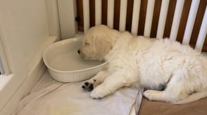 Howie Mandel's Animals Doing Things, Season 1 Episode 5 image