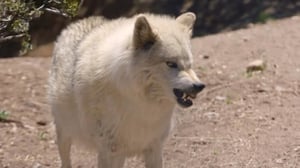 Wolves and Warriors, Season 1 Episode 3 image