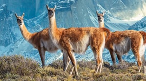 Seven Worlds One Planet, Season 1 Episode 3 image