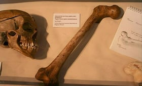 Secret Nazi Expeditions, Season 1 Episode 5 image