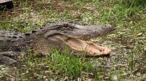 Gator Boys, Season 5 Episode 2 image