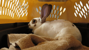 The Incredible Dr. Pol, Season 10 Episode 2 image