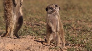 Meerkat Manor, Season 4 Episode 8 image