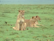 The Trials of Life, Season 1 Episode 9 image