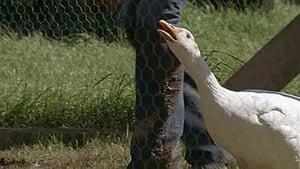 Heartland, Season 1 Episode 6 image