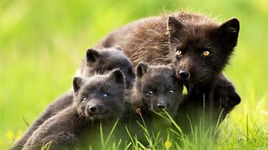 Animal Super Parents, Season 1 Episode 2 image