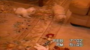 Funniest Pets & People, Season 4 Episode 9 image