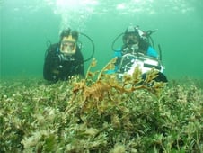 Weird Creatures, Season 3 Episode 1 image