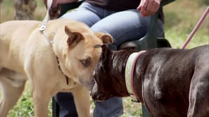 Pit Bulls and Parolees, Season 3 Episode 11 image
