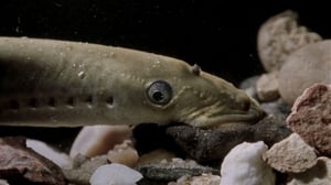 Yukon Men, Season 2 Episode 8 image