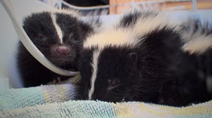 Hope in the Wild, Season 1 Episode 24 image